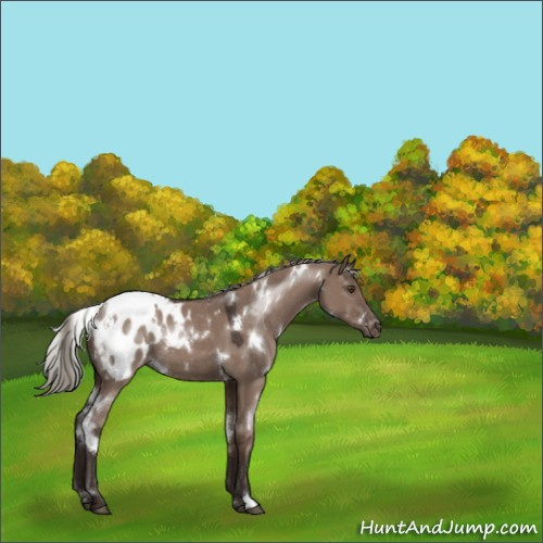 Horse Color:White Spotted Liver Red Dun Mushroom Appaloosa 