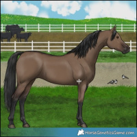 Horse Color:Liver Red Dun Rabicano