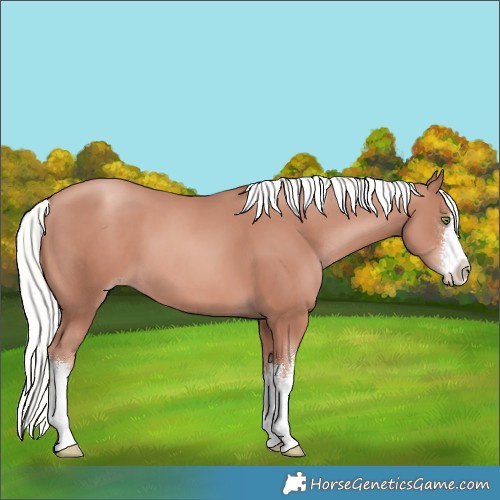 Horse Color:White Spotted Gold Champagne Mushroom 