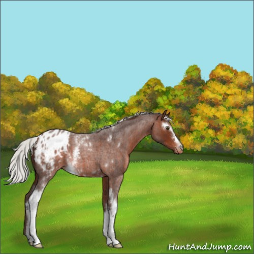 Horse Color:White Spotted Silver Brown Roan Mushroom Appaloosa 