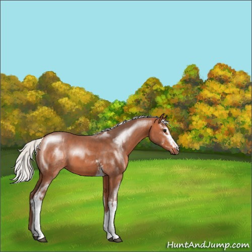 Horse Color:White Spotted Silver Bay Mushroom Sabino 