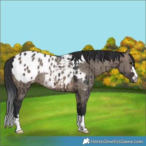 Horse Color:Brown Dun Appaloosa Brindle