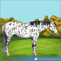 Horse Color:Brown Dun Near Leopard Brindle 