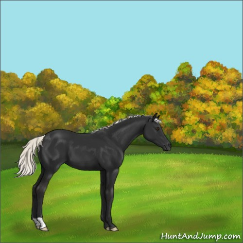 Horse Color:Liver Chestnut Mushroom 
