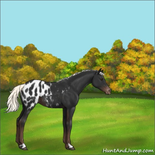 Horse Color:Liver Chestnut Mushroom Appaloosa 