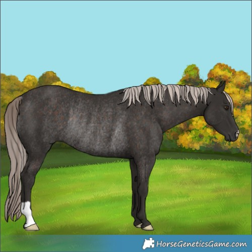 Horse Color:Liver Chestnut Mushroom Rabicano 
