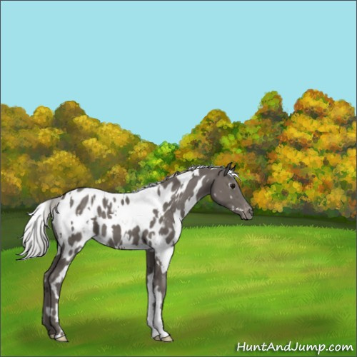 Horse Color:White Spotted Silver Black Mushroom Appaloosa 