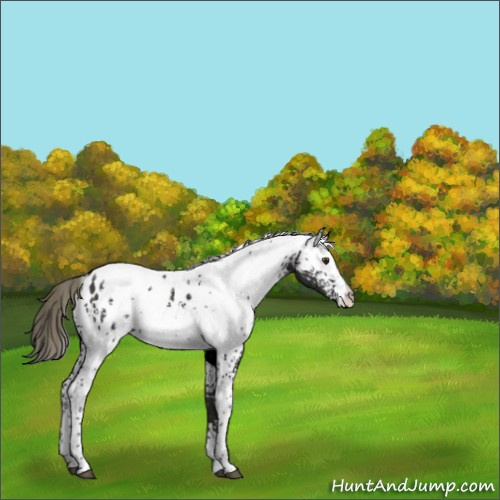 Horse Color:White Spotted Liver Chestnut Mushroom Appaloosa 
