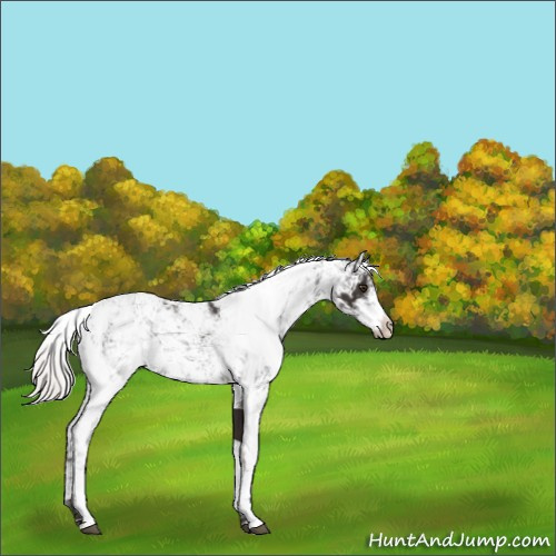 Horse Color:Liver Chestnut Mushroom Sabino Appaloosa 