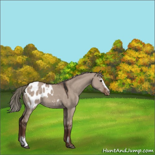 Horse Color:Liver Red Dun Mushroom Sabino Appaloosa 