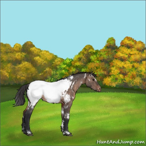 Horse Color:White Spotted Brown Dun Mushroom Appaloosa 