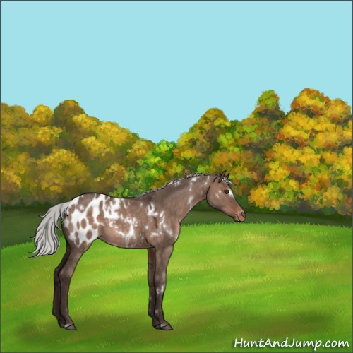 Horse Color:White Spotted Silver Brown Dun Mushroom Appaloosa 