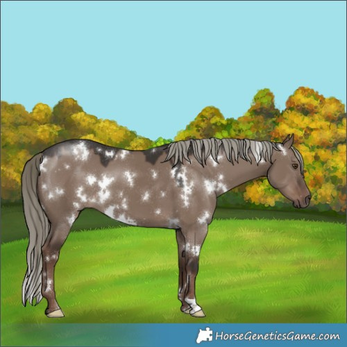 Horse Color:White Spotted Liver Red Dun Mushroom 
