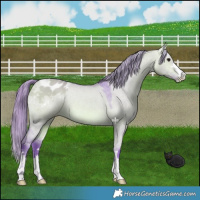 Horse Color:Watercolor Bay Dun Appaloosa 