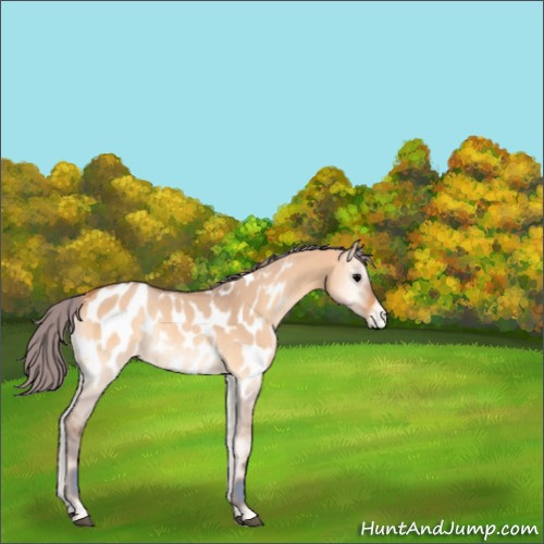 Horse Color:Watercolor Bay Onyx Appaloosa Rabicano 