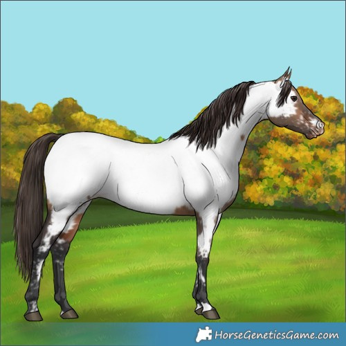 Horse Color:Bay Dun Near Fewspot Brindle 