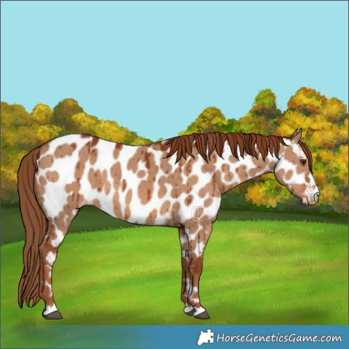 Horse Color:Red Dun Appaloosa Brindle 