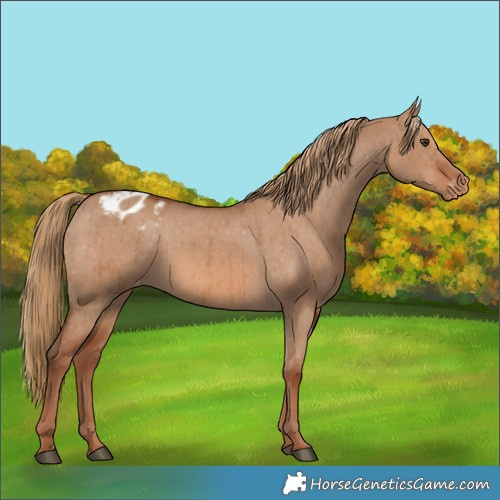 Horse Color:Red Dun Appaloosa Brindle 