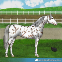 Horse Color:Liver Red Dun Mushroom Appaloosa Brindle 