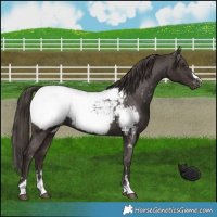 Horse Color:Liver Chestnut Appaloosa 