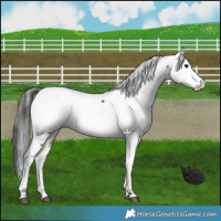 Horse Color:Brown Dun Fewspot Brindle 