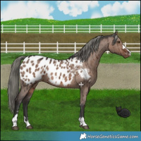 Horse Color:Liver Red Dun Mushroom Appaloosa Brindle 