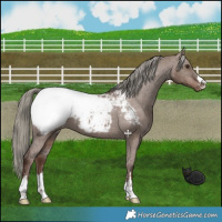 Horse Color:Liver Red Dun Mushroom Appaloosa Brindle 