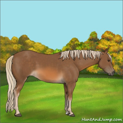 Horse Color:Chocolate Palomino 