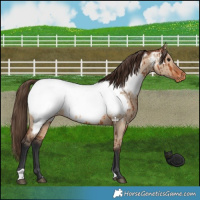 Horse Color:Bay Dun Appaloosa Brindle 