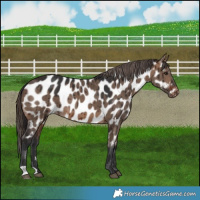 Horse Color:Brown Dun Near Leopard Brindle