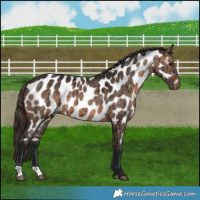 Horse Color:Brown Dun Appaloosa Brindle 