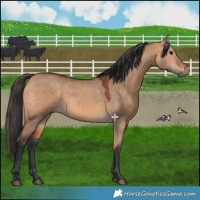 Horse Color:Bay Dun 