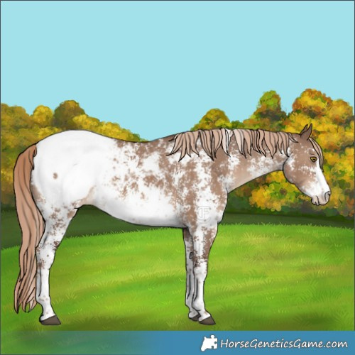 Horse Color:Liver Red Dun Sabino Appaloosa Rabicano 