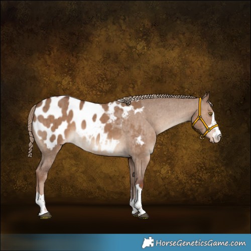 Horse Color:Liver Red Dun Appaloosa Brindle 