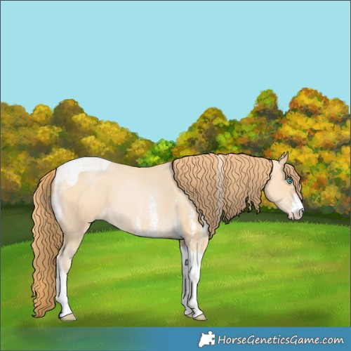 Horse Color:Buckskin Pearl Sabino Tobiano 