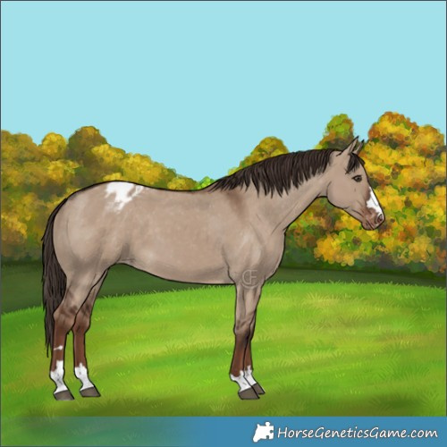 Horse Color:Liver Red Dun Appaloosa 