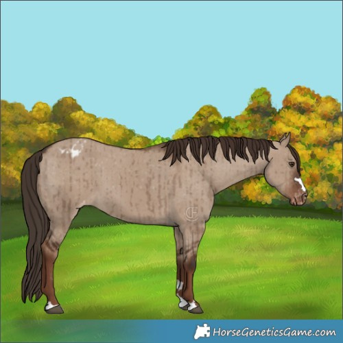 Horse Color:Liver Red Dun Appaloosa Brindle 