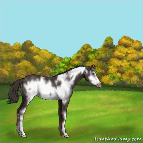 Horse Color:Liver Chestnut Sabino Frame Rabicano 