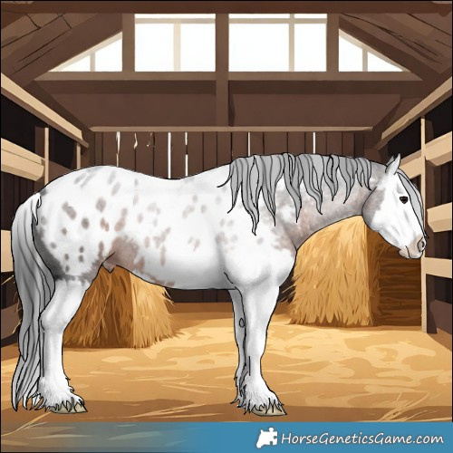 Horse Color:Brown Splash Appaloosa 