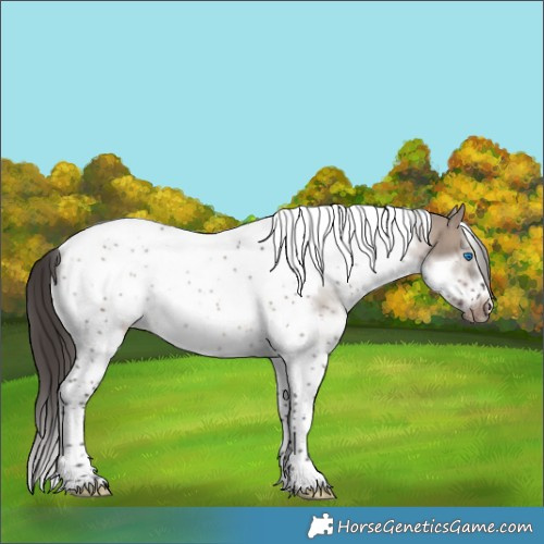 Horse Color:Brown Dun Splash Tobiano Frame Appaloosa Rabicano