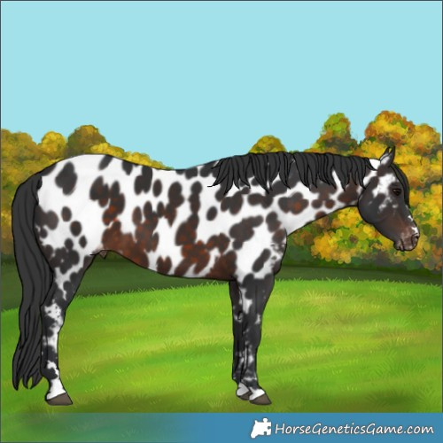 Horse Color:Brown Appaloosa