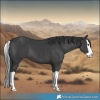 Horse Color:Black Splash