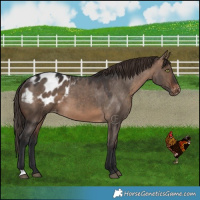 Horse Color:Brown Dun Appaloosa 