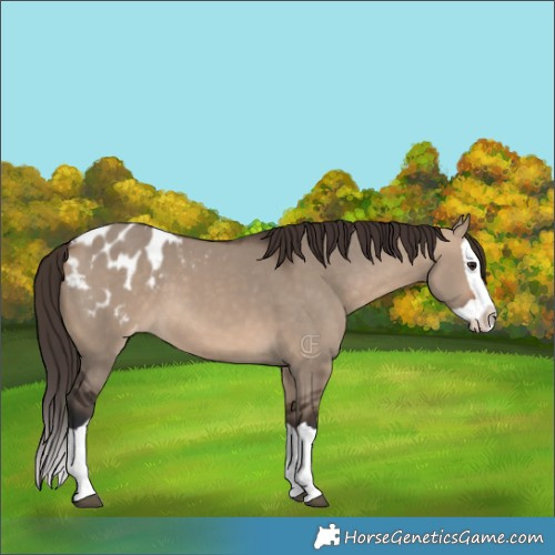 Horse Color:Bay Dun Splash Appaloosa 