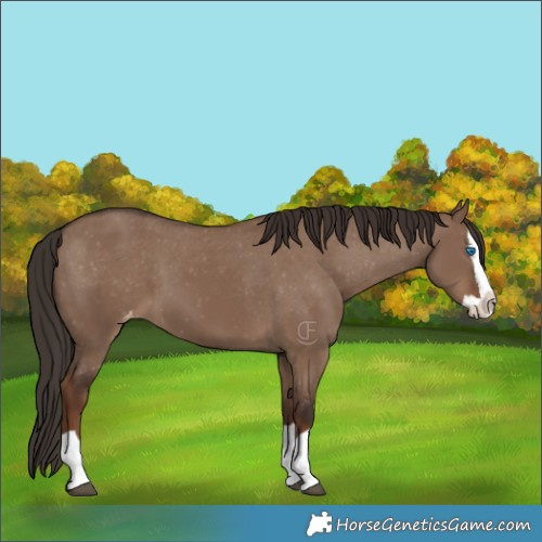 Horse Color:Liver Red Dun Splash Appaloosa 