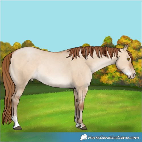 Horse Color:Brown Pearl Dun Sabino Rabicano 