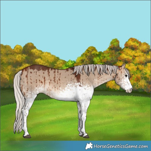 Horse Color:White Spotted Silver Bay Dun Brindle 