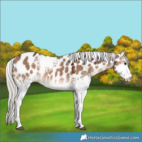 Horse Color:White Spotted Silver Bay Dun Appaloosa 