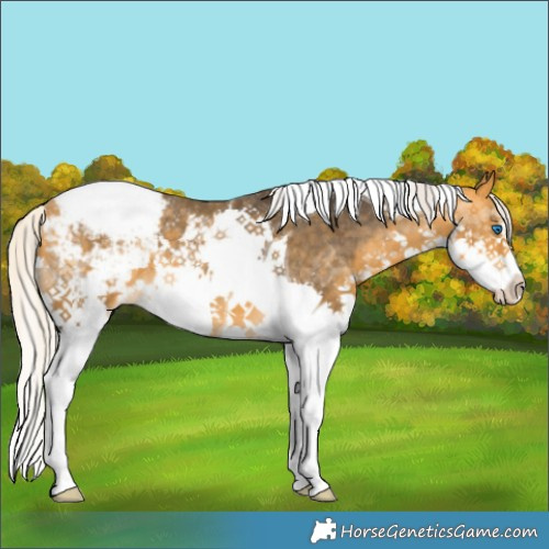 Horse Color:Silver Buckskin Splash Tobiano Appaloosa 
