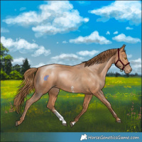 Horse Color:Bay Pearl Sabino